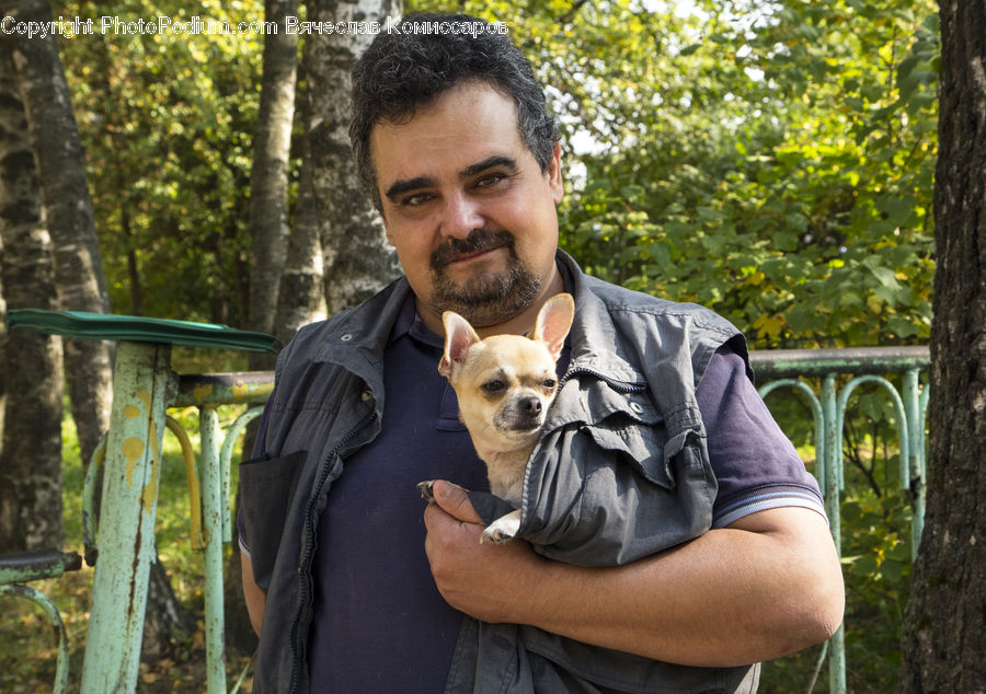 People, Person, Human, Animal, Canine, Chihuahua, Dog
