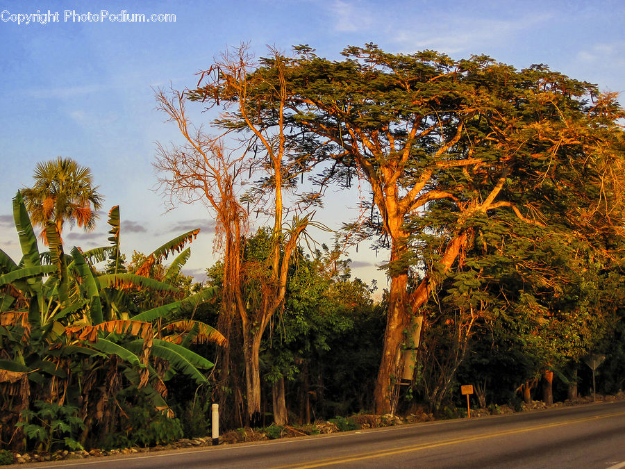 Palm Tree, Plant, Tree, Arecaceae, Fern, Ivy, Vine