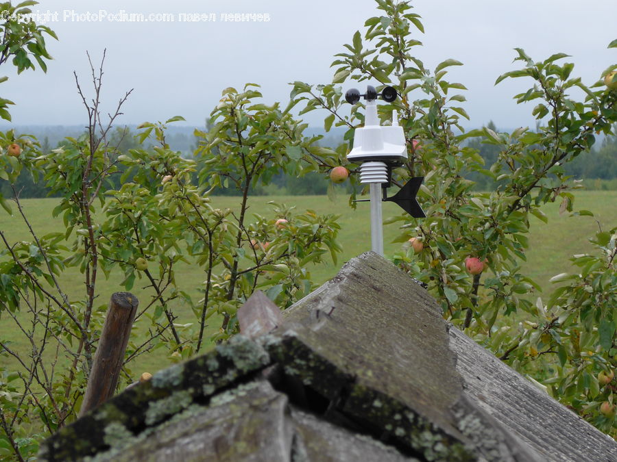 Lamp Post, Pole, Plant, Vine, Architecture, Bell Tower, Clock Tower