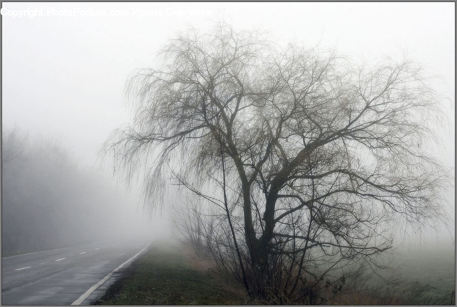 Fog, Mist, Outdoors, Dirt Road, Gravel, Road, Plant