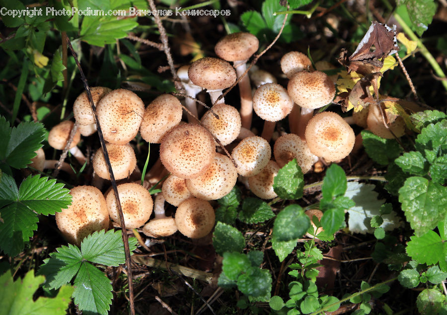 Agaric, Amanita, Fungus, Mushroom, Plant, Amphibian, Frog