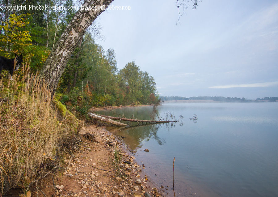 Landscape, Nature, Scenery, Outdoors, River, Water, Plant