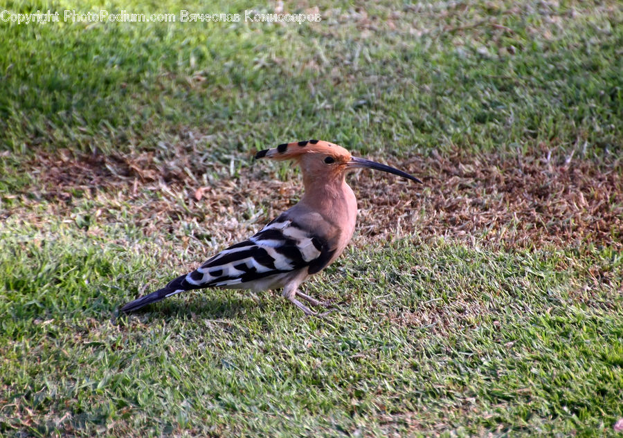 Bird, Flicker Bird, Woodpecker