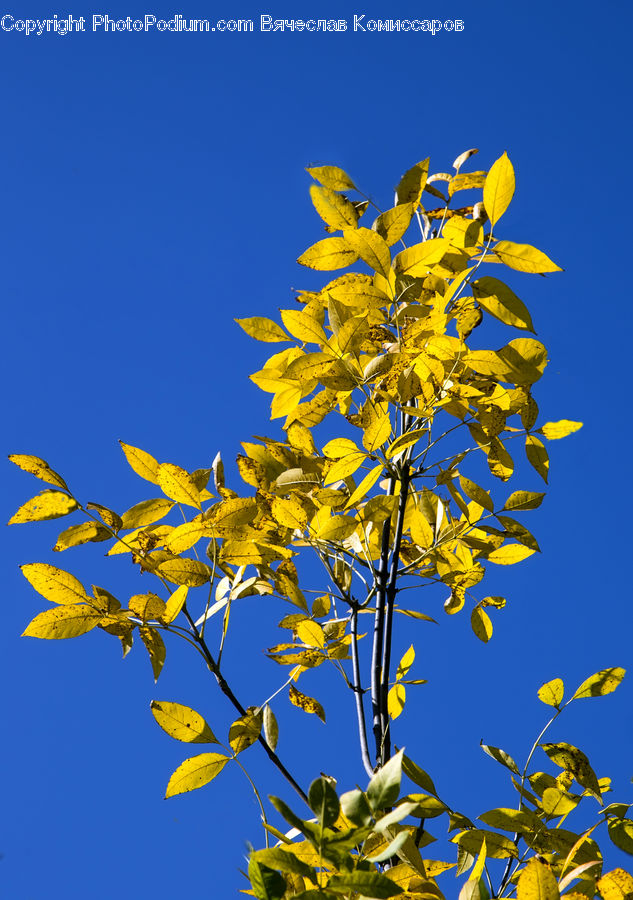 Blossom, Flora, Flower, Plant, Sunflower, Apiaceae, Bush