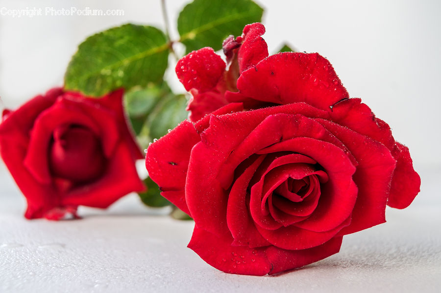 Blossom, Flower, Plant, Rose, Flower Arrangement, Flower Bouquet, Carnation