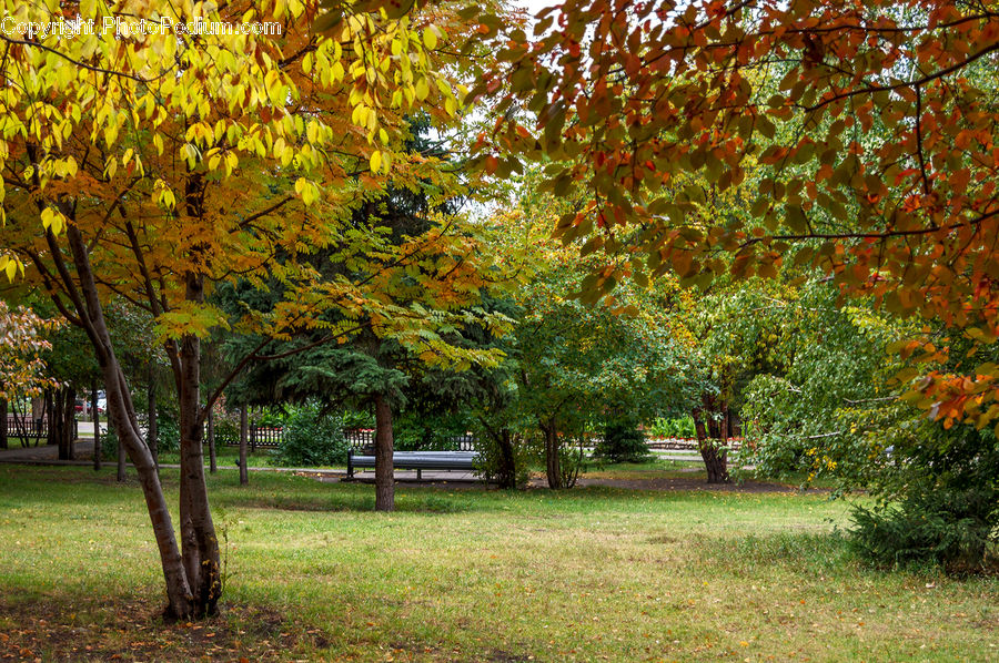 Park, Plant, Tree, Fir, Forest, Grove, Vegetation