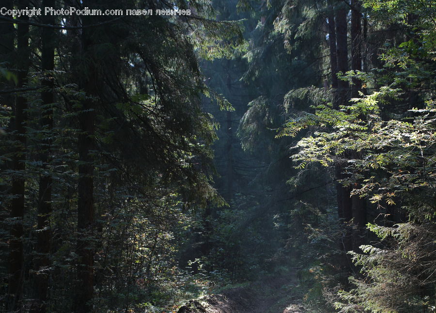 Forest, Vegetation, Fir, Redwood, Tree, Wood, Jungle