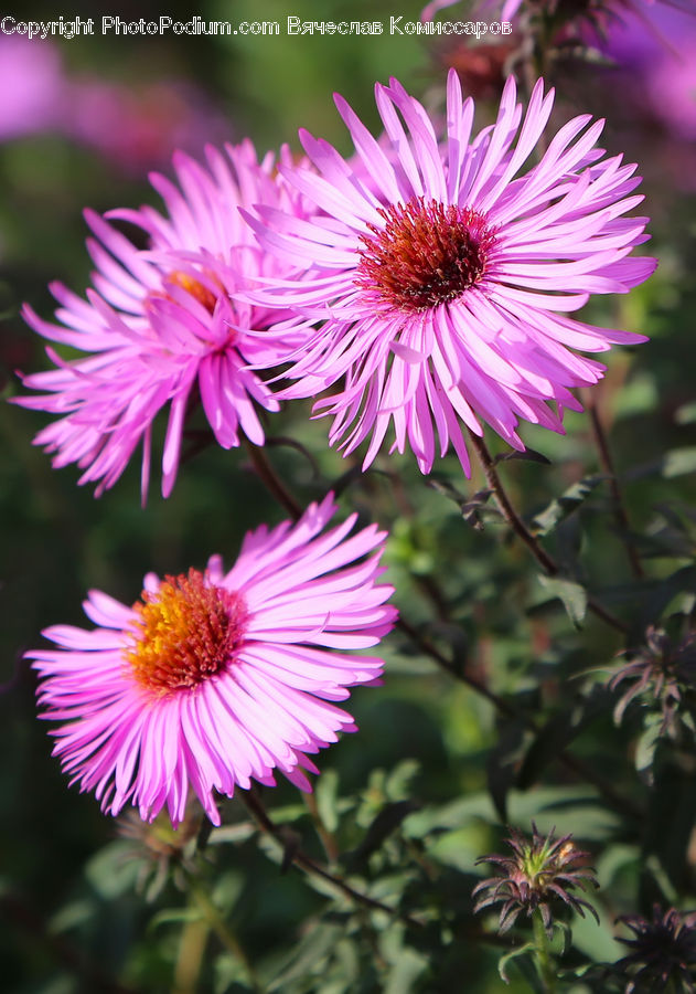 Aster, Blossom, Flower, Plant, Flora, Asteraceae, Daisies