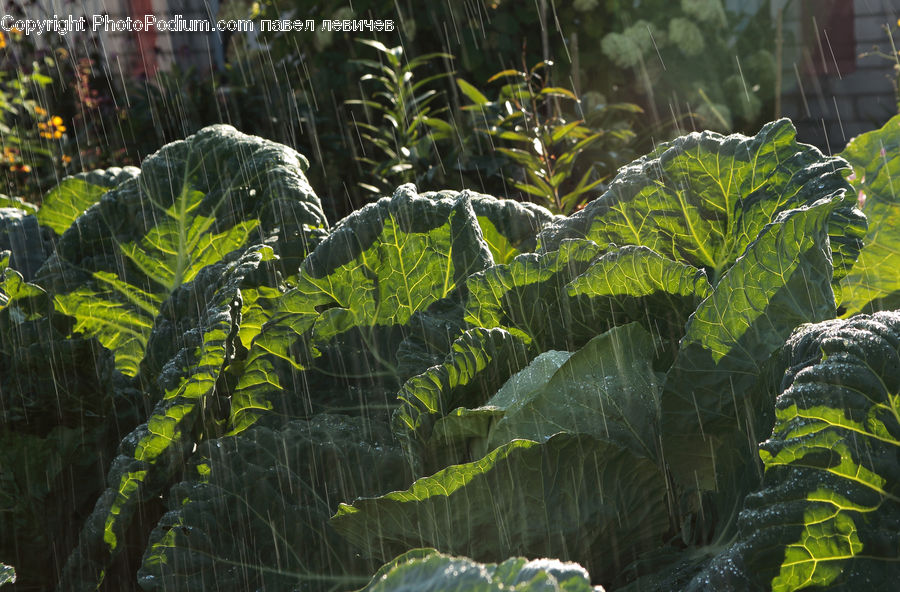 Cabbage, Produce, Vegetable, Conifer, Fir, Plant, Tree