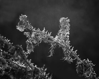 Thorns