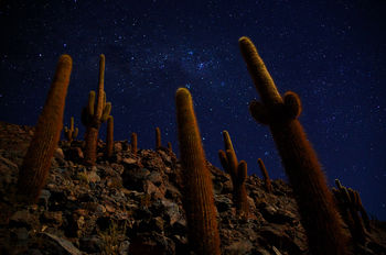 Ночь в долине кактусов