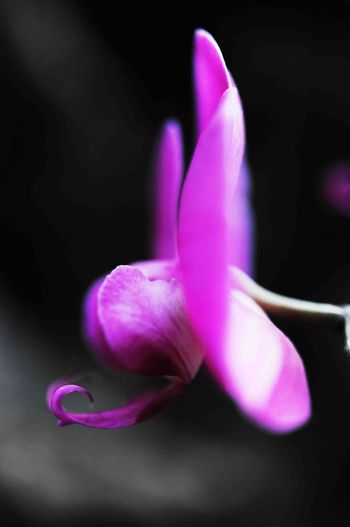 Orchid №2 Орхидея №2