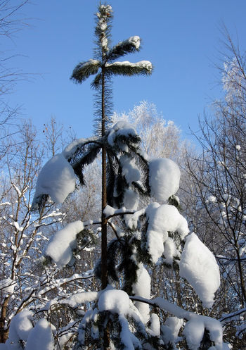 Сосенка под снегом