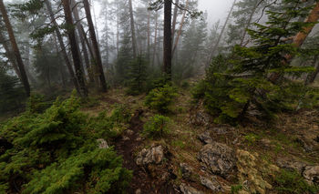 В тумане леса