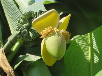 Цветет банан