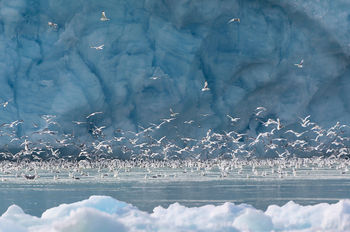 Птичье царство во льдах