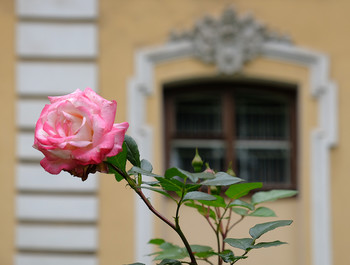 Rose from Saint Petersburg