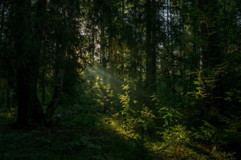 Проснулось солнце в дремлющем лесу