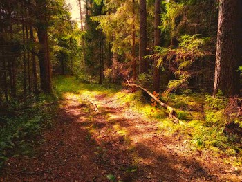 Пешком в волшебный лес