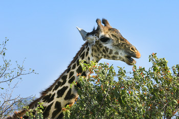 Жираф в саванне