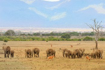 Стадо слонов в саванне