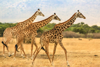 Три гуляющих жирафа