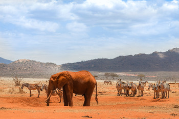 Слон и зебры в саванне