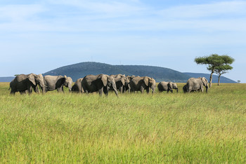 Стадо слонов в саванне