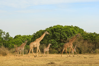 Жирафы в саванне