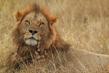 Портрет льва в саванне