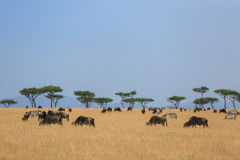 Стадо антилоп гну на фоне акации и голубого неба