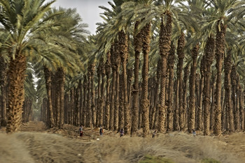 На плантации финиковых пальм
