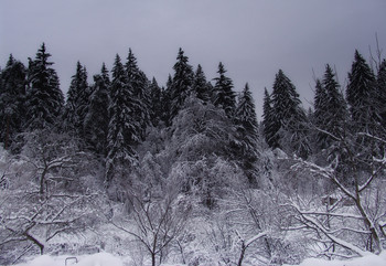 Природа у зимы во власти...
