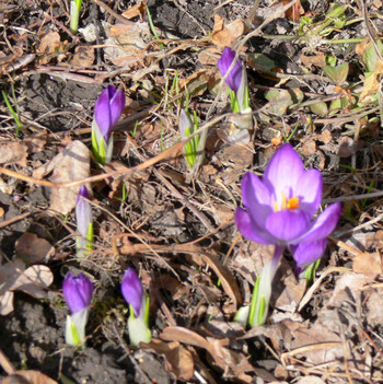 Весна - первые цветы! Волоколамский р-н, МО
