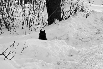 Черный кот