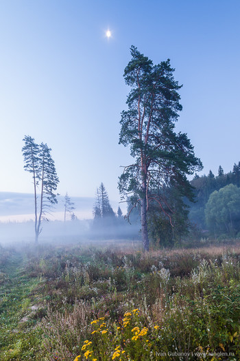 Туманное утро в лесу