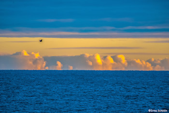 Море облака и птица