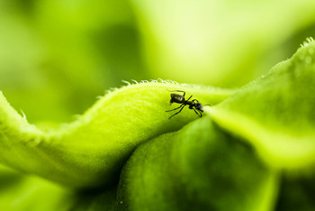 ant