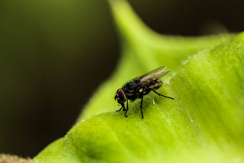 fly ant