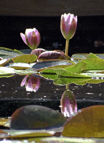 водяные лилии