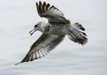 Seagull Чайка 
