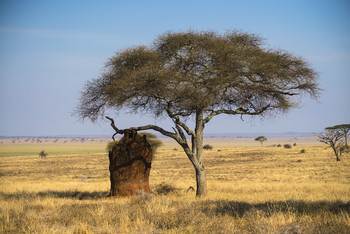 Танзания,сафари.Термитник. #topguidessafaris 