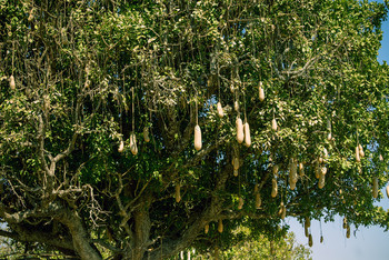 Танзания,сафари.Сосисичное дерево. #topguidessafaris 
