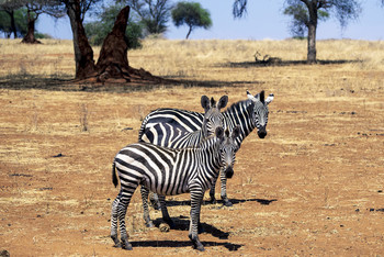 Танзания,сафари. #topguidessafaris 