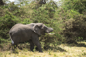 Танзания,сафари. #topguidessafaris 