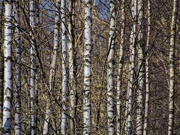 Birch grove waiting for the sun's warmth and the first leaves of greenery.
