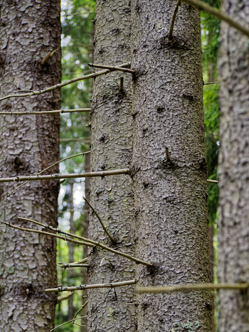 Old spruce trees with sharp twigs in the protected forest.