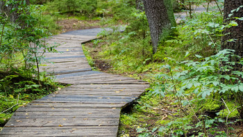 Wooden decking on an ecological trail in a protected forest.