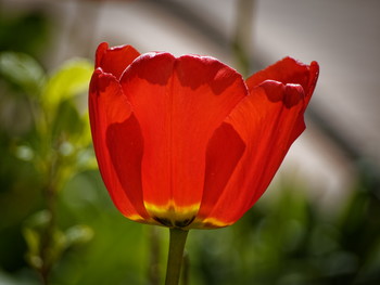 Red Tulip in the city yard. The heart of old Saint Petersburg.