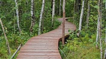 Wooden decking on an ecological path in the forest. Nature Reserve Of Saint-Petersburg